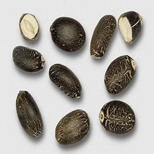 Exportation mondiale de graines de jatropha séchées de qualité alimentaire supérieure à vendre - Product Image 2