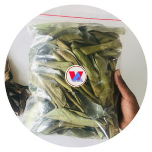 NOUVEAU PRODUIT FEUILLES DE GRAVIOLA SÉCHÉES FEUILLES DE COROSSOL À PRIX ABORDABLE FACILES À UTILISER - Product Image 1