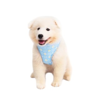 Harnais pour chien réglable à motif floral bleu clair, fermeture à boucle, style mignon pour petits chiens - Product Image 2