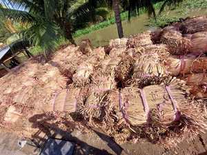 Jacinto de agua seca para hacer artesanía, Material Natural, sin químicos, precio barato - Product Image 2