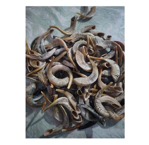 Kudu รามฮอร์น shofar ขนแกะอาเกตธรรมชาติอินเดียแท้คุณภาพดีทำด้วยมือเป็นมิตรกับสิ่งแวดล้อม - Product Image 2