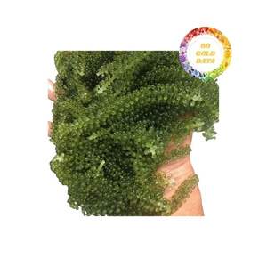 Uvas marinas de Vietnam Premium Producto de uva Marina deshidratada cosechada en áreas costeras con sabor natural y textura masticable - Product Image 5