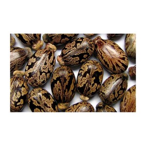 Semillas de Ricino Certificadas en Venta a Bajo Precio - Product Image 3