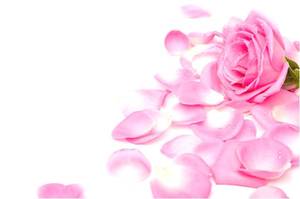 Ampolla Humectante con Ácido Hialurónico Antienvejecimiento French Rose, Desarrollada y Formulada en Corea, ODM/OBM - Product Image 5