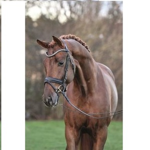 Bride en cuir de cheval noir et marron de haute qualité Produits de cheval de haute qualité aux prix de gros - Product Image 6