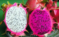 Fruit du dragon frais d'origine FARM Vietnam Meilleur prix pour l'exportation avec un prix compétitif du fournisseur vietnamien