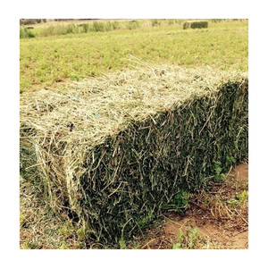 หญ้าอัลฟาฟาหญ้าแห้งสำหรับให้อาหารสัตว์ - Product Image 2