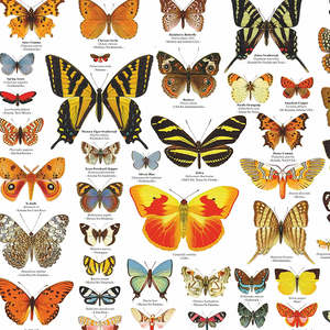 Póster DIN A1 de las mariposas alemanas del mundo, hecho de papel para decoración de paredes - Product Image 3
