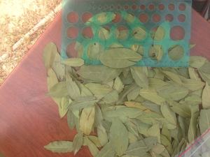 Tốt nhất người bán tự nhiên Nguyệt Quế bay lá khô AD RAW 5-10cm Thổ Nhĩ Kỳ Xuất xứ tay lựa chọn duy nhất gia vị & các loại thảo mộc với hộp đóng gói - Product Image 5