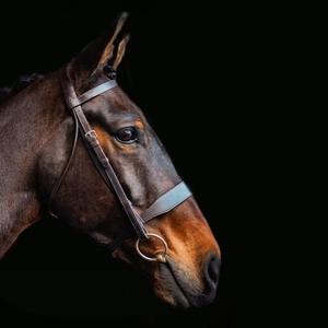 Hunt Bridle Bride de cheval en cuir véritable en Inde Hot Multi Color Bride de cheval en cuir véritable Taille complète - Product Image 1