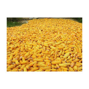 Maíz amarillo para consumo humano y animal Maíz de alimentación seca Suministros a granel Maíz amarillo dulce para humanos - Product Image 4