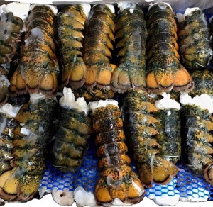 Homards canadiens entiers congelés conservés dans du sel et séchés emballés dans des boîtes ou des sacs pour la vente de la Norvège - Product Image 3