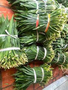 HOJAS DE PANDAN CONGELADAS/SECAS DE ALTA CALIDAD // 100% MEJORADOR DE SABOR NATURAL DE EXPORTADOR VIETNAMÉS - Product Image 6