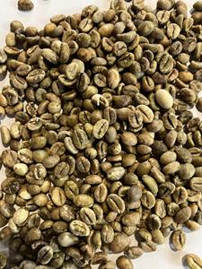 Granos de Café Verde Robusta de Vietnam S16, Proceso Limpio, con Precio Accesible para Mayoristas, Calidad de Exportación - Product Image 5
