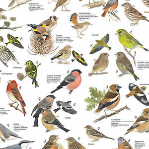 Affiche laminée Europe Gardens and Parks Birds pour décoration murale - Product Image 1
