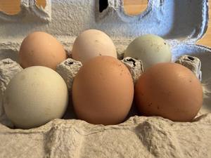 Œufs de table bruns frais biologiques directement de la ferme - Tailles moyennes, grandes et jumbo en vente à prix de gros - Product Image 6