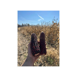 ข้าวโพดสีแดงพร้อมสำหรับการส่งออกจำนวนมากทั่วโลกในเกรดคุณภาพสูง - Product Image 3