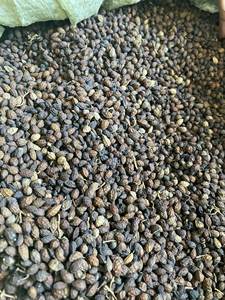 Semillas de papaya secas Té de flores y máquina de semillas con sabor a hierbas cantidad a granel té Hecho en Vietnam calidad de exportación 2024 - Product Image 4