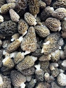 Hongo Morel fresco al por mayor de Vietnam con entrega rápida de calidad superior - Product Image 3