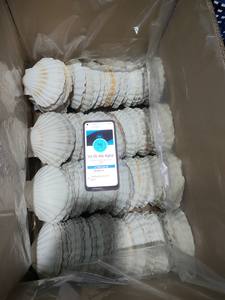 Meilleure vente Collection de coquillages naturels du Vietnam pour une décoration de bricolage durable, un artisanat écologique et des cadeaux faits à la main - Product Image 6