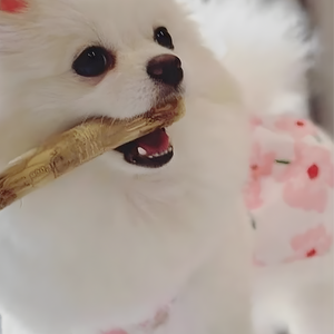 Friandises à mâcher en bois de café pour chiens, abordables et de haute qualité - Product Image 4