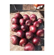 Cebollas Frescas en Bolsa de 10kg y 20kg, Rojas y Amarillas, Tamaño de 5cm a 9cm, Mejor Precio - Product Image 1