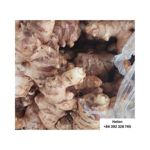 Tự Nhiên Tươi Gừng Hot Bán Giá Rẻ Nhà Máy Giá Số Lượng Lớn Số Lượng Bán Buôn Helen 99 Vàng Dữ Liệu + 84 392 328 745 - Product Image 3