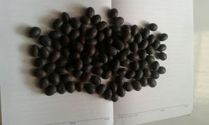 เมล็ดสะอาดจากต้นบัวสีน้ำเงินจากเวียดนามเมล็ดบัวดำสำหรับรับประทานเมล็ดสะอาดของหวานที่สมบูรณ์แบบ - Product Image 6