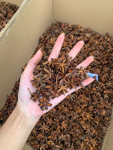 Dried Star Anise Hot Selling <b>Product</b> Raw Material Viet Nam <b>Herbs</b> and Spicy Premium Quality Bold flavour WS+84359166896 - Product Image 4