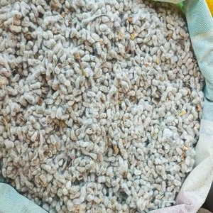 Polvo de proteína de semilla de algodón natural, suministro a granel, alimento de alta calidad para ganado y pájaros - Product Image 3