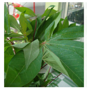 Feuille de manioc congelée Feuilles fraîches de haute qualité pour ragoût de saka emballées avec des nutriments et des saveurs audacieuses pour la cuisine traditionnelle - Product Image 2