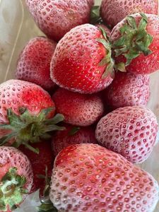 2025 POPULAR Fresa liofilizada para cobertura de helado, paquetes combinados de aperitivos y suministro de la industria alimentaria - Product Image 4