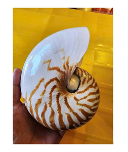 La auténtica concha marina Nautilus inspira proyectos creativos de bricolaje e instalaciones artísticas para artesanos - Product Image 1