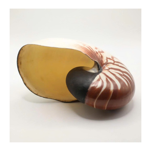 Nautilus Shell para artistas de conchas y decoración Uso por el exportador de Vietnam 99 Gold Data Offering Premium Nautilus Shell - Product Image 3