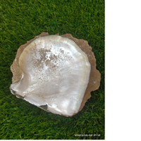 Coquillages naturels irisés sélectionnés à la main, style cornes de boeuf, avec lettres, pour une décoration élégante de maison de bord de mer et des créations artisanales