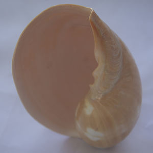 Melo Amphora SeasHELL Bijoux Poli Jaune Big Shell Motif SEASHELL BIJOUX Tailles 30-35 cm - Product Image 5