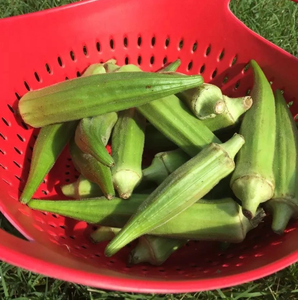 WHOLESALE FRESH OKRA 7cm Matured HACCP & ISO Certified - Product Image 3