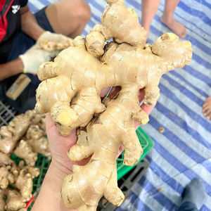 Jengibre Fresco de Vietnam, Raíz Especiada de Alta Calidad, Exportador Confiable, Venta al por Mayor a Granel - Product Image 1