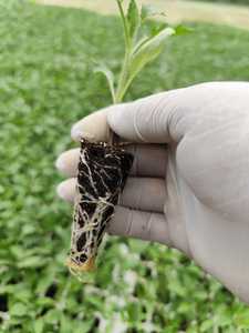 Bandeja de semillas de musgo de turba Sphagnum Báltico bandeja de enchufe de lechos de siembra optimizada para la propagación de plantas - Product Image 3