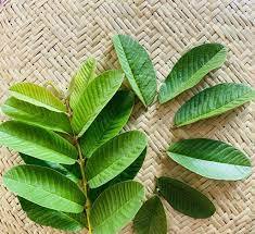 HOJAS DE GUAYABA SECAS PREMIUM DE VIETNAM - 100% TÉ DE HIERBAS NATURALES PARA LA SALUD Y EL BIENESTAR - Product Image 3
