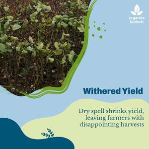 Fertilizante orgánico para soja - Product Image 3