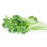 Huile d'extrait végétal de Medicago Sativa Alfa Alfa (extraction par solvant) pour usage cosmétique, en fût, approvisionnement en vrac, directement de l'usine