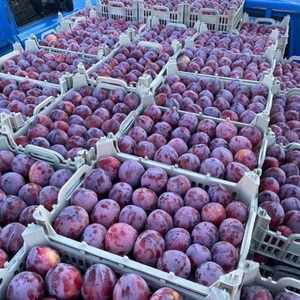 Prunes Fraîches de Qualité Supérieure Classe I - Variétés Douces Violettes Victoria & Black Diamond - Fruits à Noyaux de Qualité Export - Haute Teneur en Brix 12%+ - Product Image 5