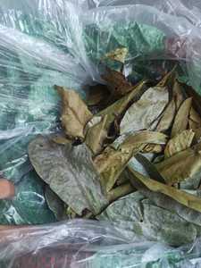 Hoja de guanábana (graviola) seca premium, cuidadosamente procesada para mezclas de bebidas, envasada para venta al por menor y para clientes mayoristas en todo el mundo. - Product Image 6