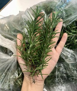 Feuilles de romarin séchées en gros du Vietnam, directement de l'usine, pour assaisonnement alimentaire, sachets de thé et emballage en vrac - Product Image 5