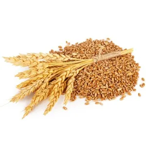 100% grãos de trigo orgânico longo durum preço mais baixo mercado