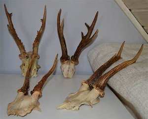 Fournisseur de bois de cerf à prix de gros - Product Image 4