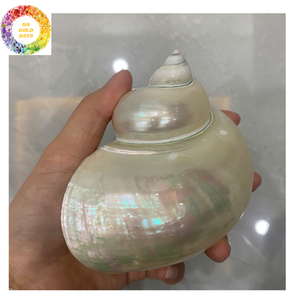 Coque Turbo verte taille 4-6cm taille 8-10cm coque Turbo polie pour la décoration de la maison meilleur prix qualité d'exportation du Vietnam - Product Image 3