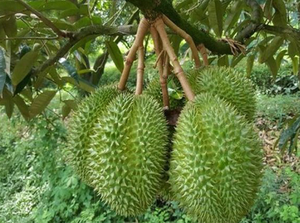 Export-Ready <b>Durian</b> with Peak Flavor - Product Image 2
