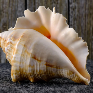 หอยทากทะเลหนามขนาดใหญ่สำหรับขายในปริมาณมากรับประกัน - Product Image 1